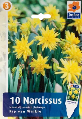 Нарцисс махровый Рип Ван Винкль 6 шт купить недорого в интернет-магазине  товаров для сада Бауцентр