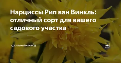 Нарцисс Rip van Winkle (Рип Ван Винкл) купить в Украине с доставкой | Цена  в Svitroslyn.ua