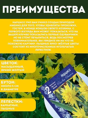 Беспроблемный цветок нарцисс, ещё немного о других сортах. | Цветущий сад |  Дзен