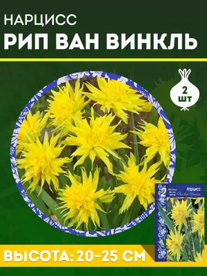 Нарцисс Рип ван Винкл - купить в Минске, доставка почтой по Беларуси,  недорого в интернет-магазине, цены