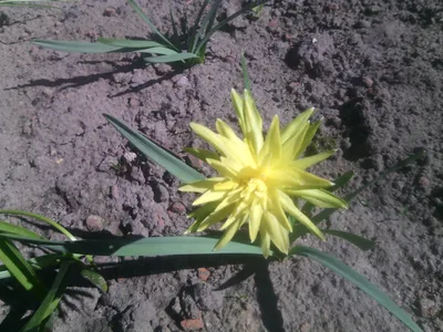 Цветки Narcissus Рип Ван Винкль Daffodil и Glauca Festuca Стоковое Фото -  изображение насчитывающей сулой, нарцисс: 119163586