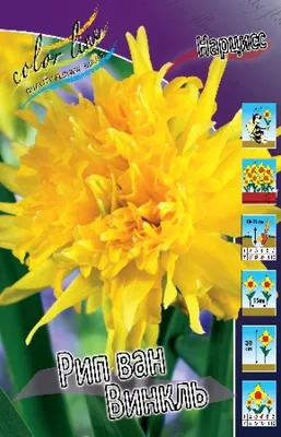 Нарцисс махровый Rip van Winkle (Рип ван Винкль) 2 шт./уп. (ID#591012622),  цена: 27 ₴, купить на Prom.ua