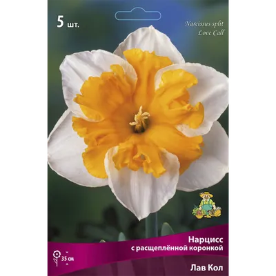 🌱 Нарцисс Махровый Rosy Cloud по цене от 525 руб: луковицы, саженцы,  рассада - купить в Москве с доставкой - интернет-магазин Все Сорта