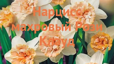 Нарцисс Роузи Клауд Rosy Cloud - купить в Москве по низкой цене в  интернет-магазине Мир семян на сайте mirsem.ru с доставкой почтой России ,  службами доставки Boxberry , Сдэк