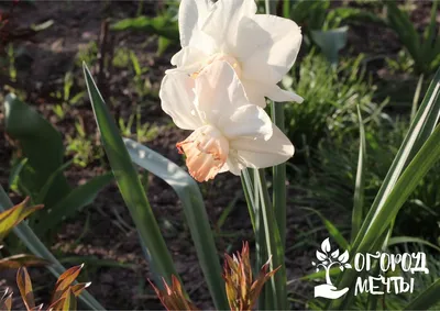 Нарцисс Альбус Пленус Одоратус (Albus Plenus Odoratus) купить луковицы  нарциссов в Минске с доставкой почтой по Беларуси