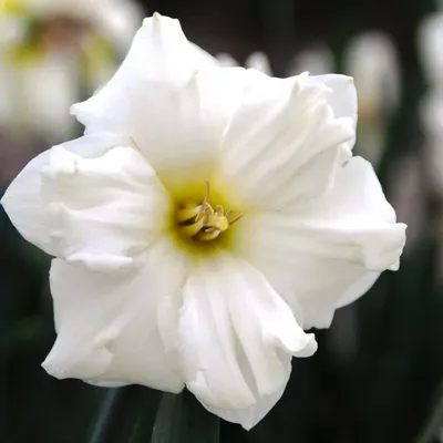 Нарцисс Реплит - Narcissus Replete - фото - выращивание и уход, посадка,  размножение, болезни и вредители, описание - 🌷 Мои цветы