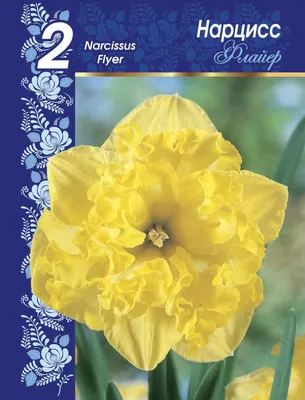 Луковицы нарциссов купить недорого в Украине | Веснодар