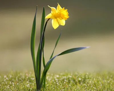 Нарцисс цветок (59 фото) - 59 фото