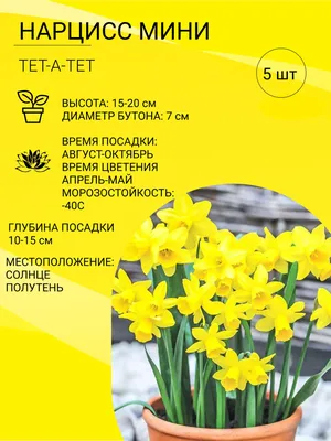 Цветок искусственный Нарцисс, L9 W9 H46 см купить оптом (339922) |  REMECOCLUB.RU