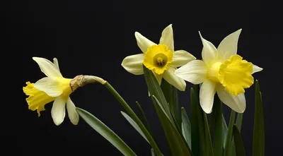 Нарцисс - легенда и цветок! | Флора и фауна | Дзен
