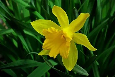 картинки : цветок, весна, Нарциссы, Тюльпаны, цветущее растение, Весенние  цветы, Наземный завод 2448x3264 - - 1085034 - красивые картинки - PxHere