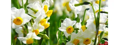 Цветок Нарцисс Нарцисс -это цветок поэтов и весны!!! Stock Photo | Adobe  Stock