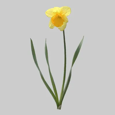 Цветок искусственный декоративный Нарцисс, 40 см, желтый, Y4-7955 в  Серпухове: цены, фото, отзывы - купить в интернет-магазине Порядок.ру