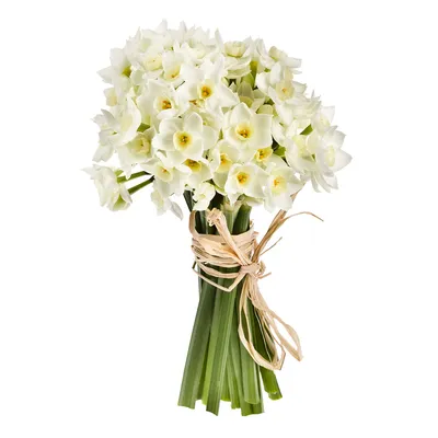 Растение Нарцисс/Цветок нарцисс Цветы Голландии 122424031 купить в  интернет-магазине Wildberries