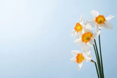 СонцеCад - Нарциссы. Волшебные цветы