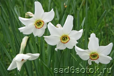 Нарцисс белый в Боровичах - Купить с доставкой от 100 руб. |  Интернет-магазин «Люблю цветы»