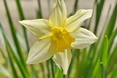 Нарцисс цветок в небе | Премиум Фото