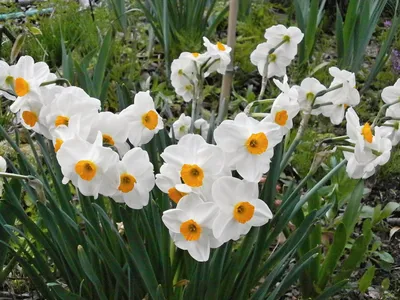Цветок искусственный декоративный Нарцисс, 40 см, белый, Y4-7954 в  Серпухове: цены, фото, отзывы - купить в интернет-магазине Порядок.ру