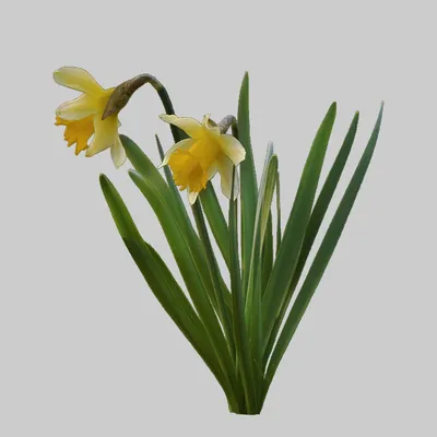 Нарцисс Нарцисс Цветок — стоковые фотографии и другие картинки Jonquilla  Narcissus - Jonquilla Narcissus, Апельсин, Апрель - iStock