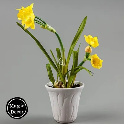 Нарцисс Цветок Растение - Бесплатное фото на Pixabay - Pixabay