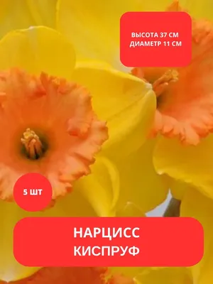 Нарцисс цветок раскладывается в цветочные кровати с дрифтовой желтой Белые  двойные дафодиловые цветы нарцисс дафодилс Цветок Нарц Стоковое Изображение  - изображение насчитывающей смещение, нарциссы: 164435561