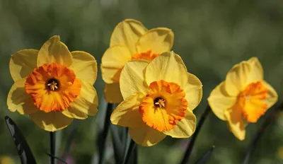 Превосходный весенний цветок – Нарцисс | Точка соприкосновения | Дзен