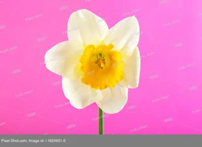 Бесплатное изображение: весна, Нарцисс, цветок, Жёлтый нарцисс, природа,  флора, цвести, завод, цветы, лист
