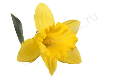 нарцисс веламинеустер цветок в саду в априле. берлинский герман Стоковое  Изображение - изображение насчитывающей нарциссы, нарцисс: 265333989