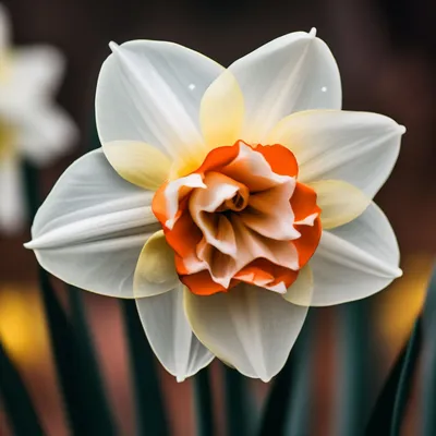 Нарцисс - купить нарцисс в Киеве, заказать цветок в горшке в студии  фитодизайна и интернет магазине растений Флорен