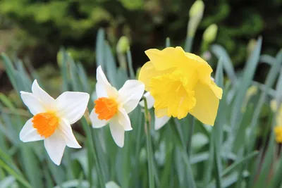 Бесплатное изображение: Нарцисс, желтый цветок, Нарцисс, природа, растение,  цветок