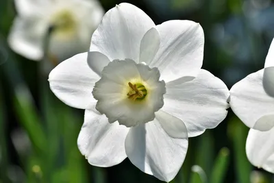 Нарцисс цветок фото фотографии