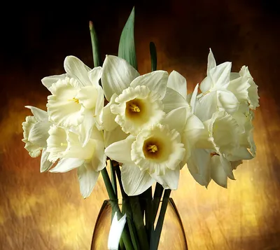 Обои для рабочего стола букет Белый Цветы Нарциссы
