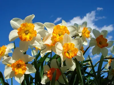 Нарцисс цветок (59 фото) - 59 фото