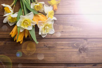 Нарциссы и желтые тюльпаны на деревянном фоне - обои для рабочего стола,  картинки, фото