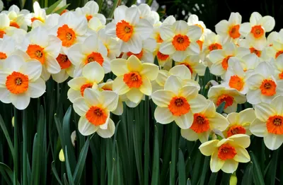 Фотообои Нарциссы и тюльпаны