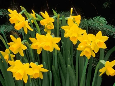 Нарцисс Цветок Весна - Бесплатное фото на Pixabay - Pixabay