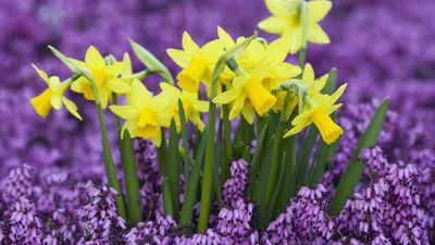 обои : Нарциссы, цветы, Кумба, весна 2000x1310 - 4kWallpaper - 1057165 -  красивые картинки - WallHere