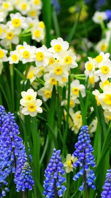 обои : Нарциссы, цветы, весна, зелень, постель 1920x1080 - 4kWallpaper -  1084185 - красивые картинки - WallHere