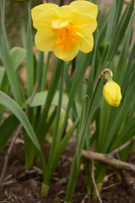 Нарцисс (Narcissus). Описание, виды и уход за нарциссом