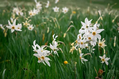 Нарцисс ботанический Микс (Narcissus Botanical Mix) - Луковицы нарциссов -  купить недорого нарциссы в Москве в интернет-магазине Сад вашей мечты