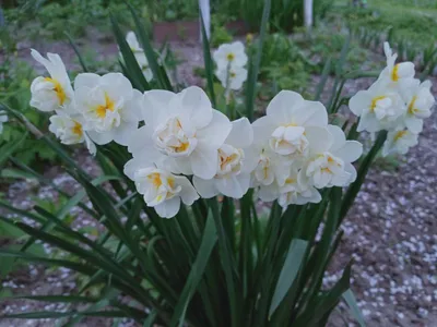 Нарцисс ботанический Минноу | Купить саженцы в питомнике Мир Садовод, Крым