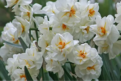 Нарциссы: как создать букет из выгоночных цветов - посадка, уход, фото, как  вырастить и собрать урожай - «Блог Флориум.юа» 2024