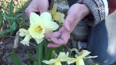 Нарцисс ботанический Тет-А-Тет | Купить саженцы в питомнике Мир Садовод,  Крым