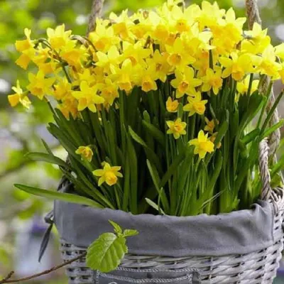 Daffodil Narcissus разновидность ледяного короля цветет в саду Стоковое  Фото - изображение насчитывающей яркое, нарцисс: 218536142