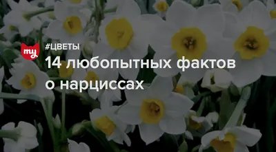 Нарцисс купить Киев ✿ Комнатные растения на подарок ✿ ЛЕПЕСТОК