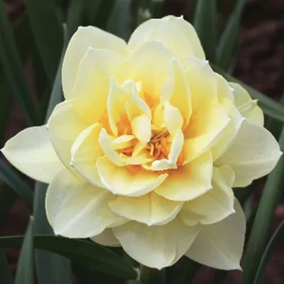 Нарциссы – королевское изящество весны | Блог магазина