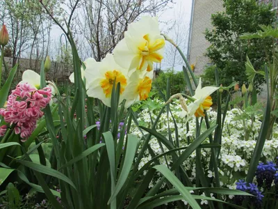 Нарциссы в саду фото фотографии