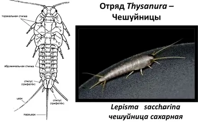 Уничтожение чешуйниц | Центральная СЭС Москвы