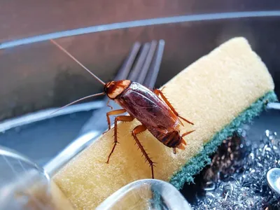 15 насекомых, которые живут у вас дома