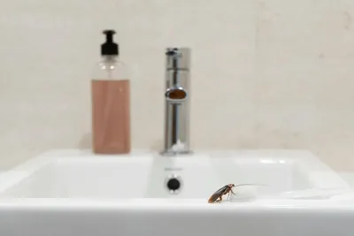 Как избавиться от насекомых в ванной? Самые простые способы - Telegraf.news